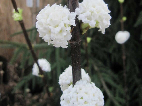  Kalina 'Viburnum opulus' Farreri - zdjęcie główne