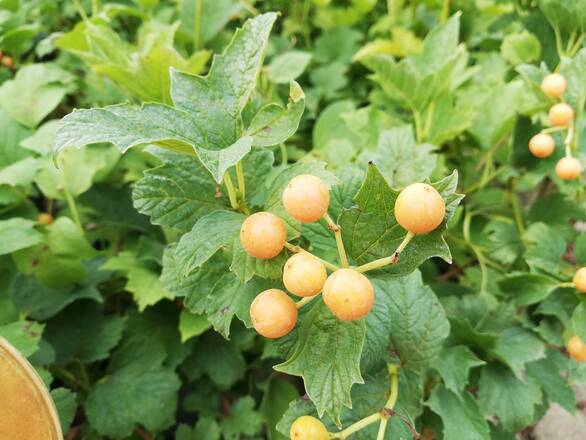  Kalina 'Viburnum opulus' Xantacarpvm  - zdjęcie główne