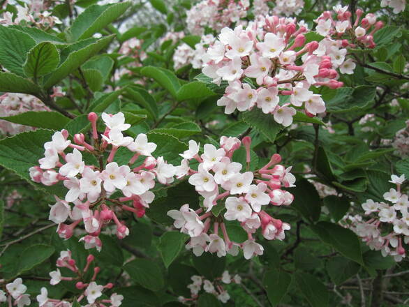  Kalina 'Viburnum opulus' Judii - zdjęcie główne