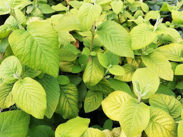  Kalina 'Viburnum opulus' Aureovariegata - zdjęcie główne