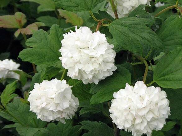  Kalina 'Viburnum opulus'  Koralowa  - zdjęcie główne