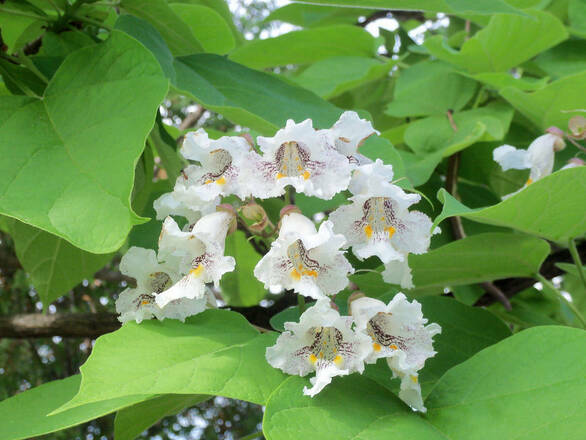  Katalpa Krzaczasta 'Catalpa'  - zdjęcie główne