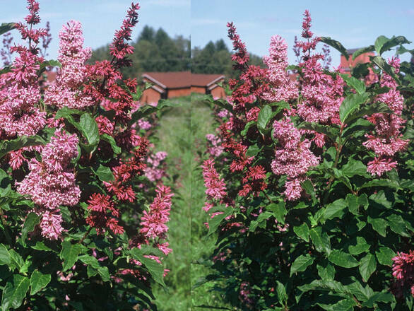  Lilak Japoński 'Syringa japonica' Różowy - zdjęcie główne