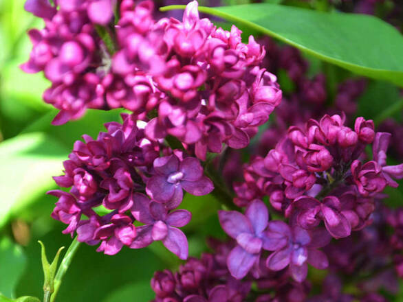  Lilak 'Syringa vulgaris' Charles Joly - zdjęcie główne