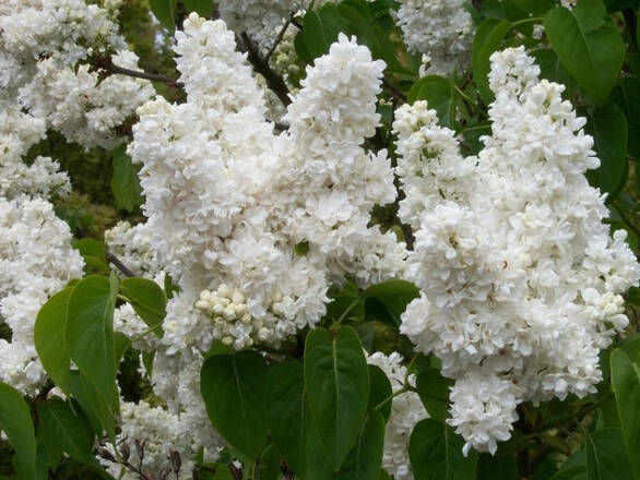 Lilak 'Syringa vulgaris' Biały - zdjęcie główne