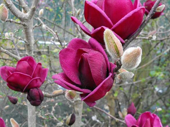  Magnolia Genie - zdjęcie główne