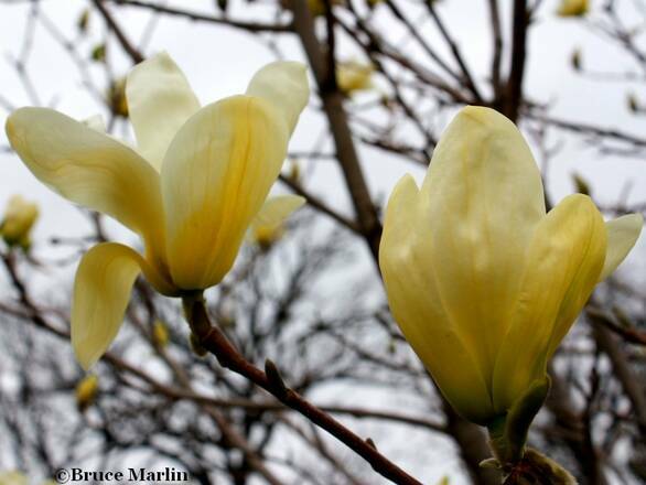  Magnolia Elizabeth Żółta Szczepiona - zdjęcie główne