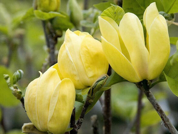  Magnolia Yellow Bird Żółta Szczepiona - zdjęcie główne