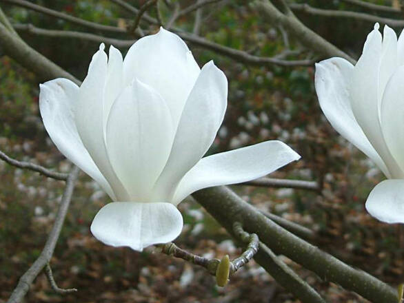  Magnolia Biała - zdjęcie główne
