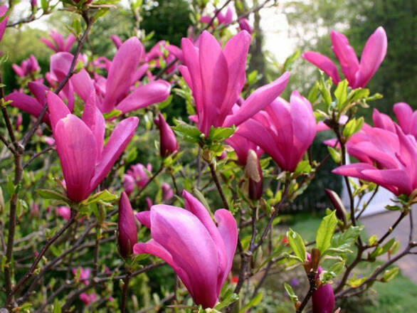  Magnolia Czerwona - zdjęcie główne