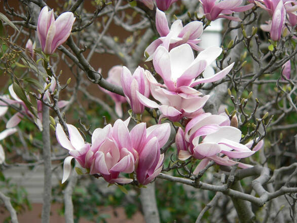  Magnolia Różowa - zdjęcie główne