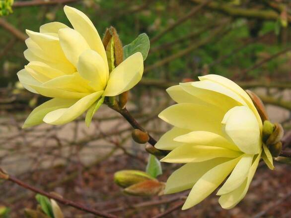  Magnolia Żółta - zdjęcie główne