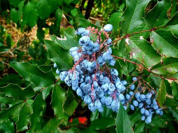  Mahoń 'Mahonia aquifolium' - zdjęcie główne