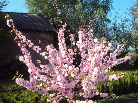  Migdałek 'Prunus triloba' Krzaczasty - zdjęcie główne