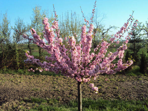  Migdałek 'Prunus triloba' Pienny - zdjęcie główne