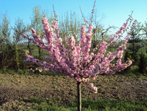 Migdałek 'Prunus triloba' Pienny - zdjęcie główne