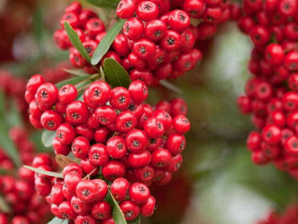  Ognik 'Pyracantha coccinea' Czerwony - zdjęcie główne