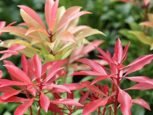  Pieris Japonica 'Mountain Fire' - zdjęcie główne