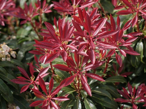  Pieris Japonica 'Red Mill' - zdjęcie główne