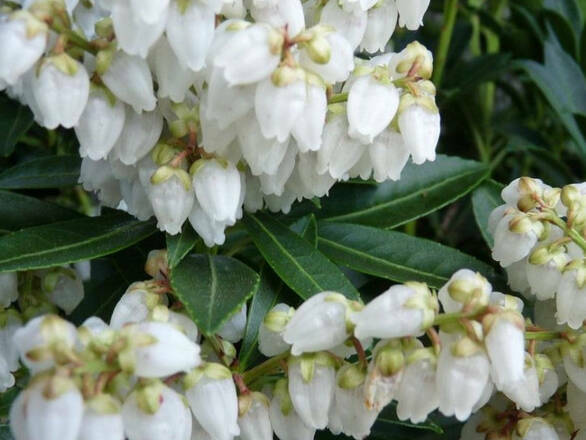  Pieris Japonica 'Debutanta'  - zdjęcie główne