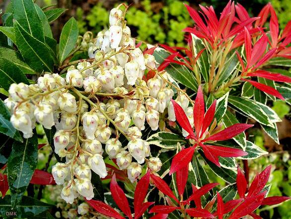  Pieris Japonica 'Forest Flame' - zdjęcie główne