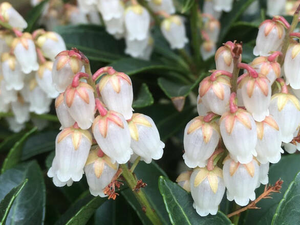 Pieris Japonica 'Cupido' - zdjęcie główne
