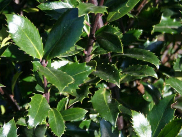 Ostrokrzew 'Ilex' Hackenpracht - zdjęcie główne