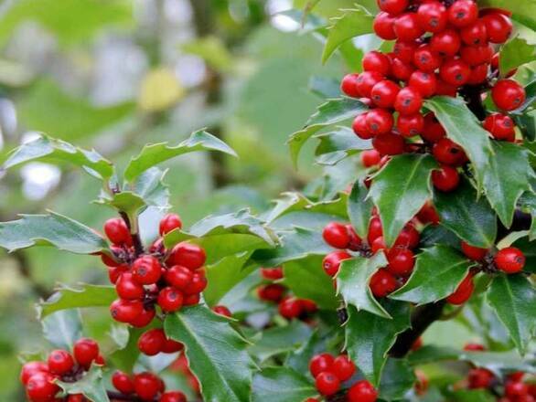  Ostrokrzew 'Ilex' Blue Angel - zdjęcie główne