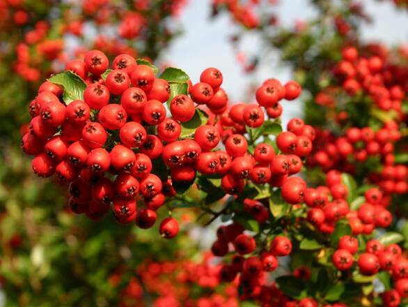 Ognik 'Pyracantha coccinea' Red Column - zdjęcie główne
