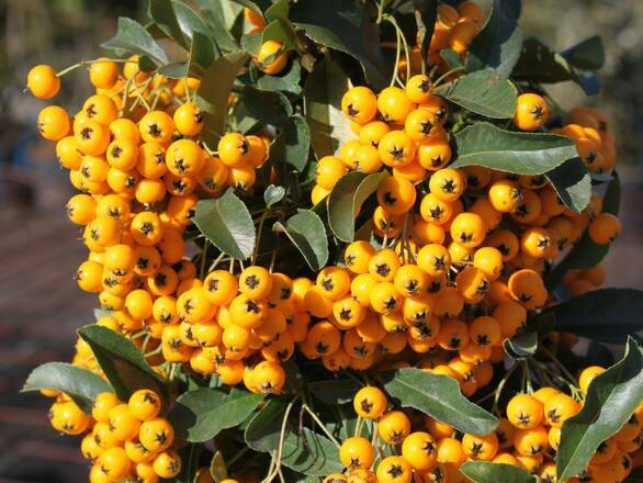 Ognik 'Pyracantha coccinea' Soleil D'or - zdjęcie główne