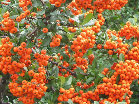  Ognik 'Pyracantha coccinea' Orange Glow - zdjęcie główne