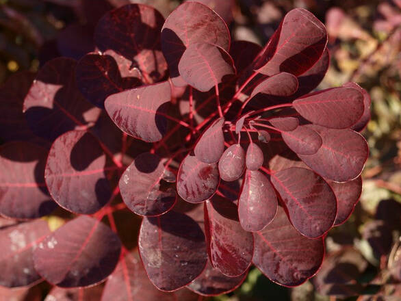  Perukowiec 'Cotinus' - zdjęcie główne