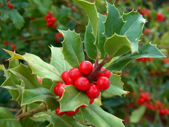  Ostrokrzew 'Ilex' - zdjęcie główne