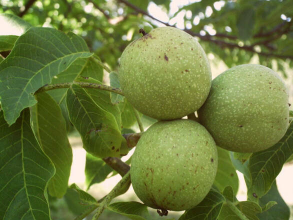  Orzech włoski 'Juglans regia' Mars - zdjęcie główne