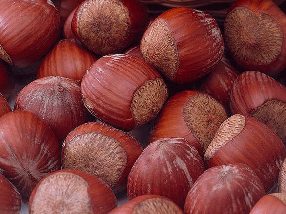  Orzech laskowy 'Corylus avellana' Cosford - zdjęcie główne