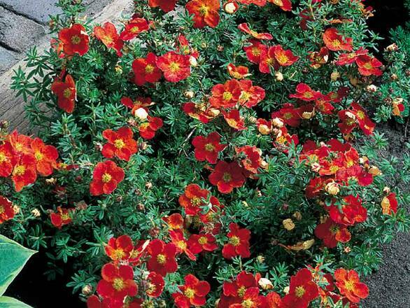 Pięciornik 'Dasiphora fruticosa' Red Ace - zdjęcie główne