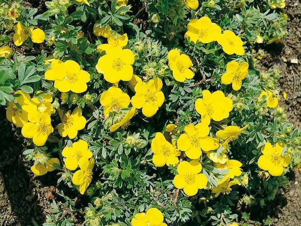 Pięciornik 'Dasiphora fruticosa' Goldteppich - zdjęcie główne
