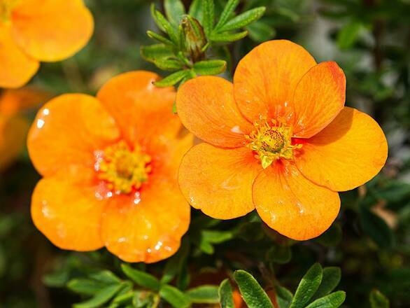  Pięciornik 'Dasiphora fruticosa' Tangerine - zdjęcie główne