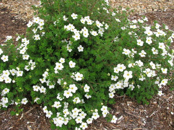 Pięciornik 'Dasiphora fruticosa' Mckay's White - zdjęcie główne