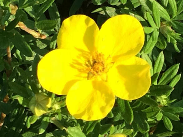 Pięciornik 'Dasiphora fruticosa' Goldstar - zdjęcie główne
