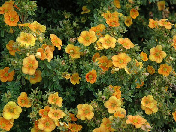 Pięciornik 'Dasiphora fruticosa' Mango Tango - zdjęcie główne