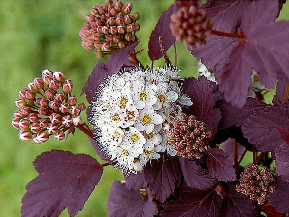  Pęcherznica 'Physocarpus opulifolius' Czerwona - zdjęcie główne