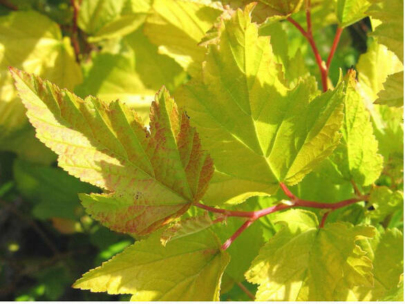  Pęcherznica 'Physocarpus opulifolius' Zielona - zdjęcie główne