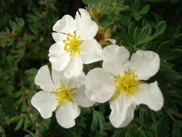  Pięciornik 'Dasiphora fruticosa' Biały - zdjęcie główne