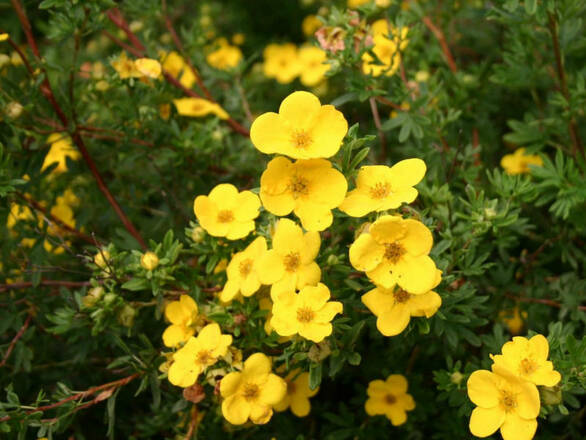  Pięciornik 'Dasiphora fruticosa' Żółty - zdjęcie główne