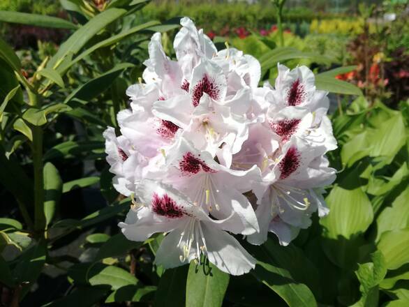 Różanecznik 'Rhododendron' Calsap - zdjęcie główne