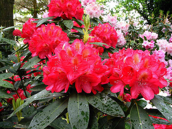 Różanecznik 'Rhododendron' Dotella - Azalie i rododendrony