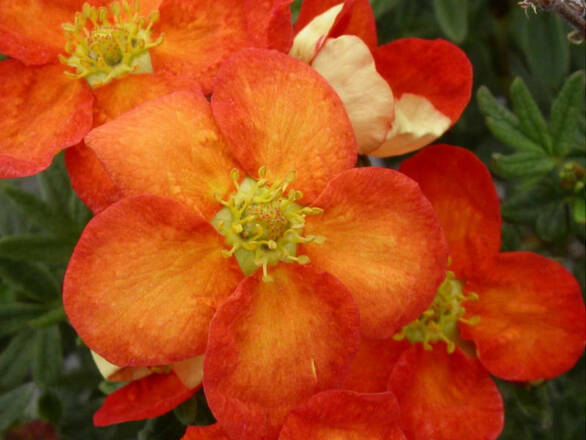Pięciornik 'Dasiphora fruticosa' Red Joker - zdjęcie główne