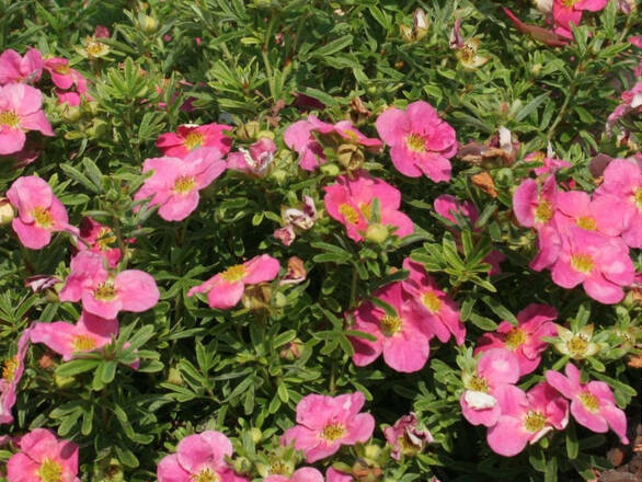 Pięciornik 'Dasiphora fruticosa' Lovely Pink - zdjęcie główne