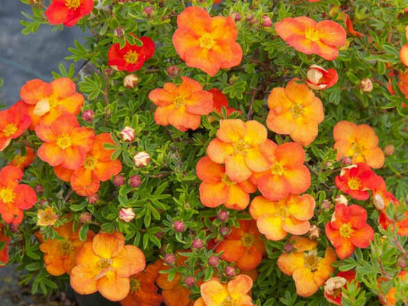 Pięciornik 'Dasiphora fruticosa' Hopleys Orange - zdjęcie główne